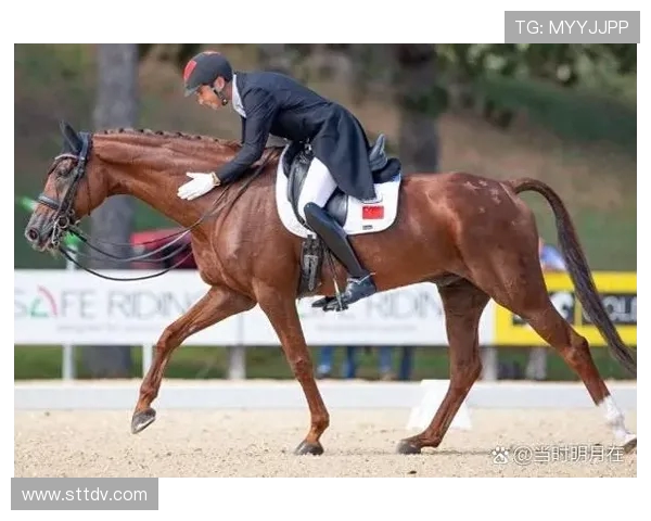 马术项目的高昂维护费用